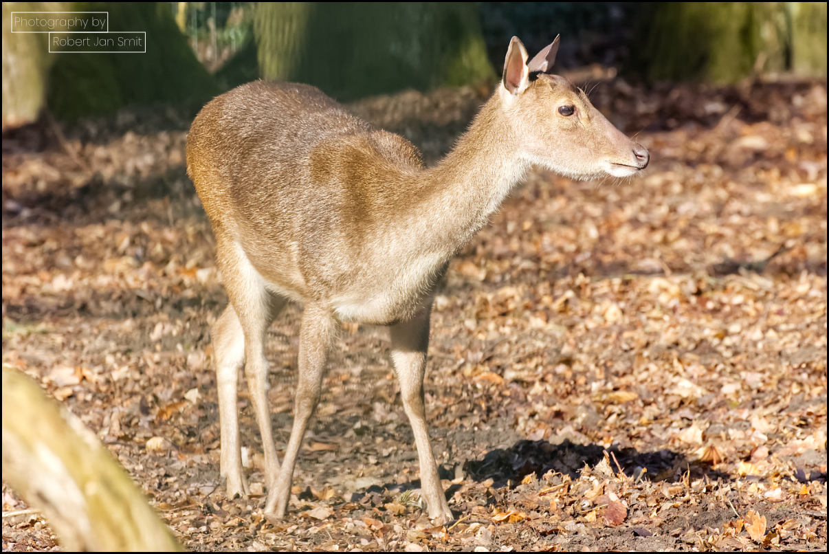 Javaans hert in Tierpark Berlin Friedrichsfelde