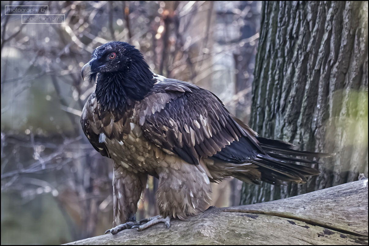 Lammergier in de Zoologischer Garten Berlin