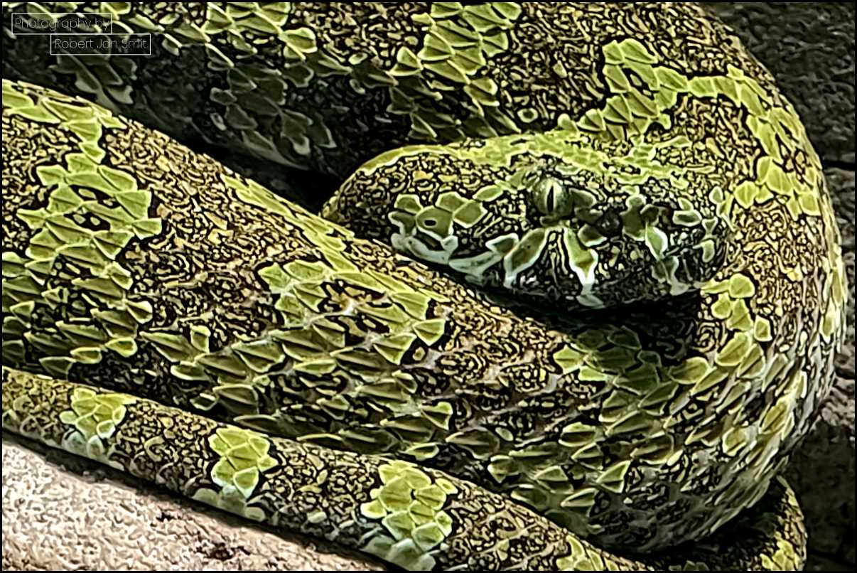 Mangshan-adder in het Alfred-Brehm-Haus