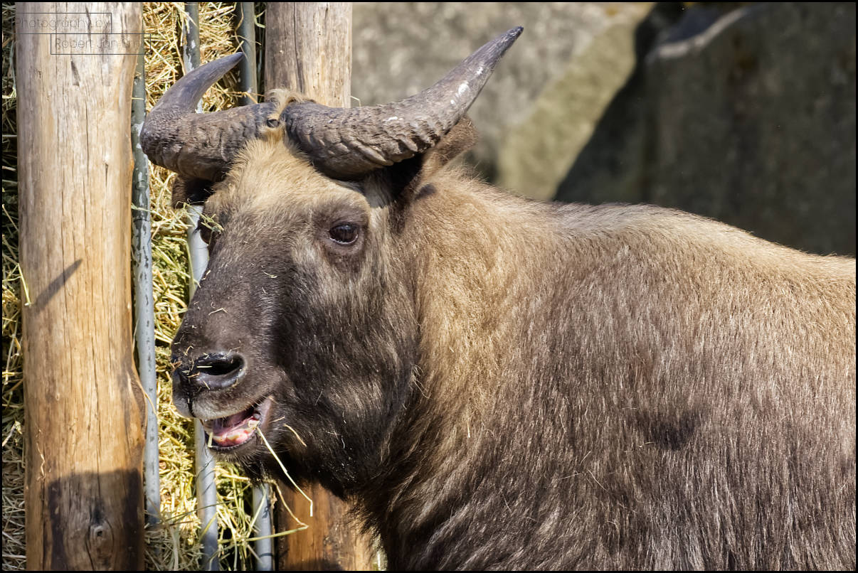 Mishmi Takin Zoo Berlin 