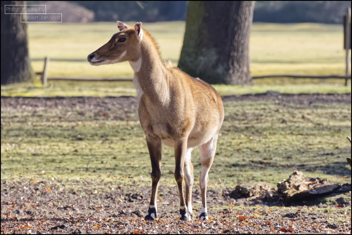 Nijlgau in Tierpark Berlin Friedrichsfelde