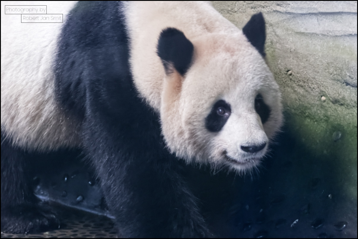 Reuze Panda Zoo Berlin 