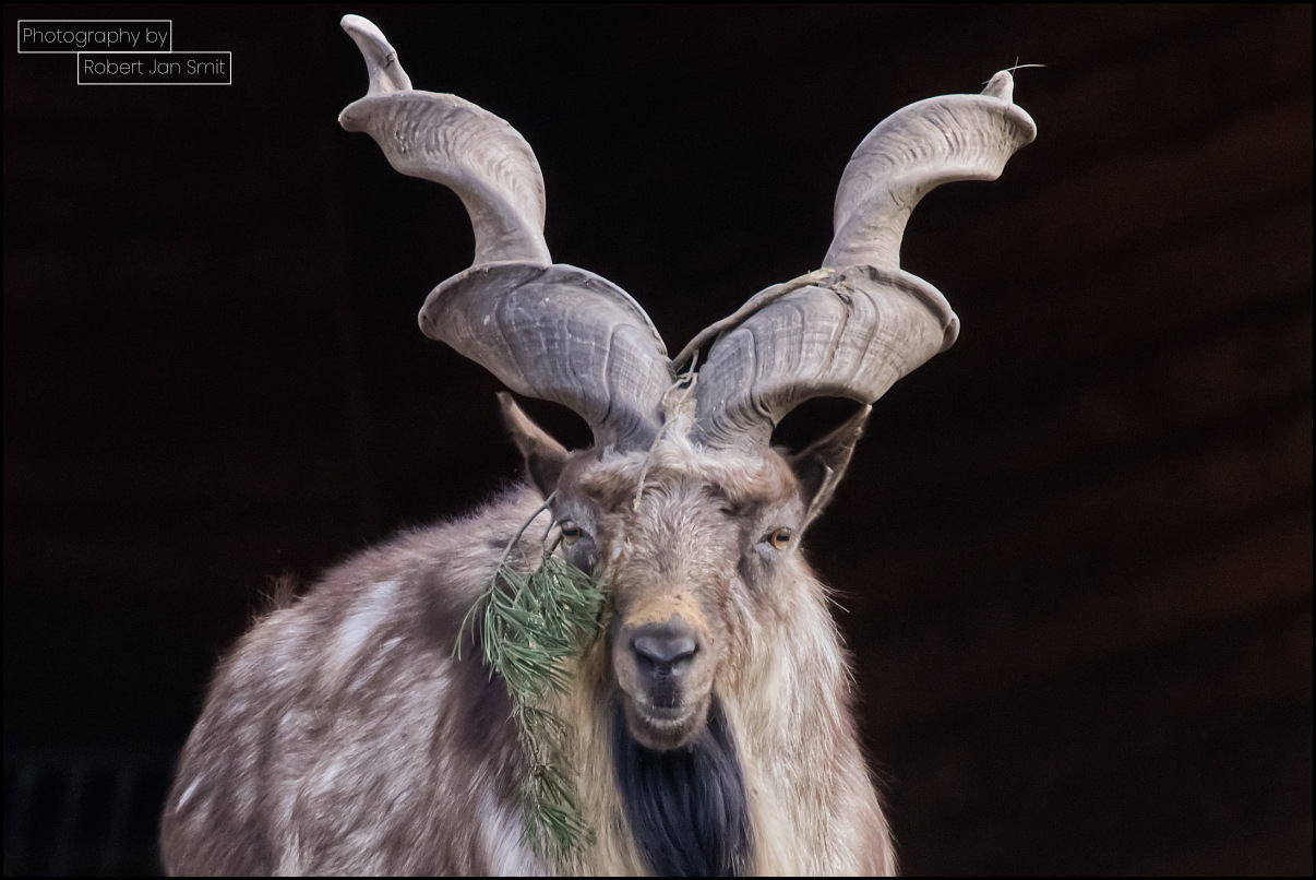 Schroefhoorngeit Tierpark Berlin