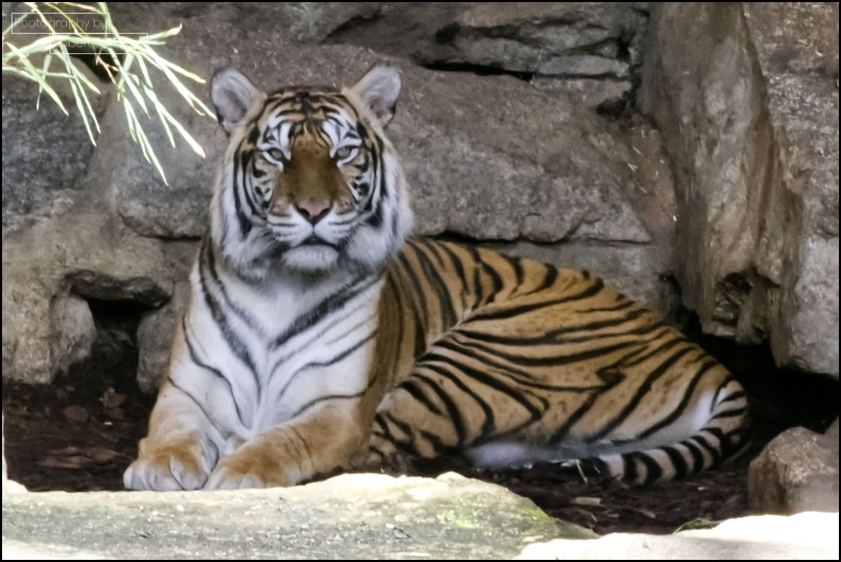Sumatraanse tijger in het Alfred-Brehm-Haus