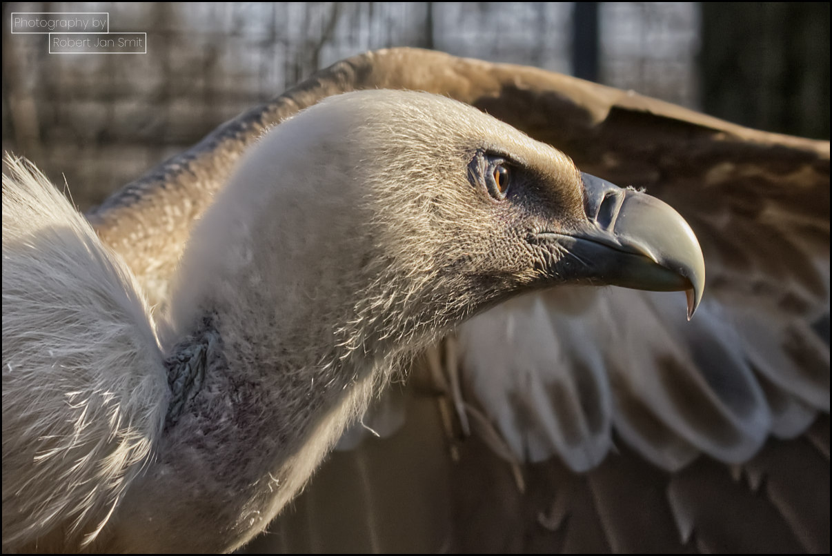 Vale gier (Gyps fulvus) in Zoo Berlijn