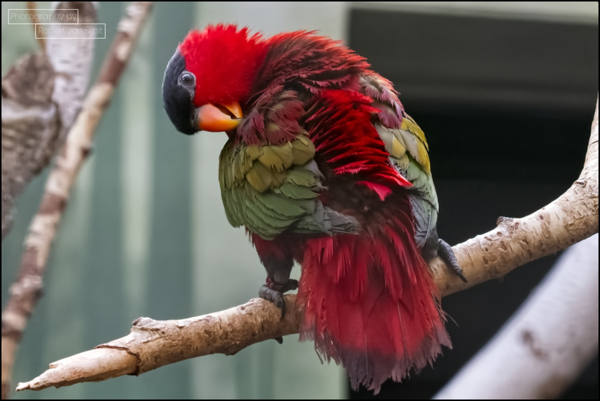 Vrouwelori Zoo Berlijn
