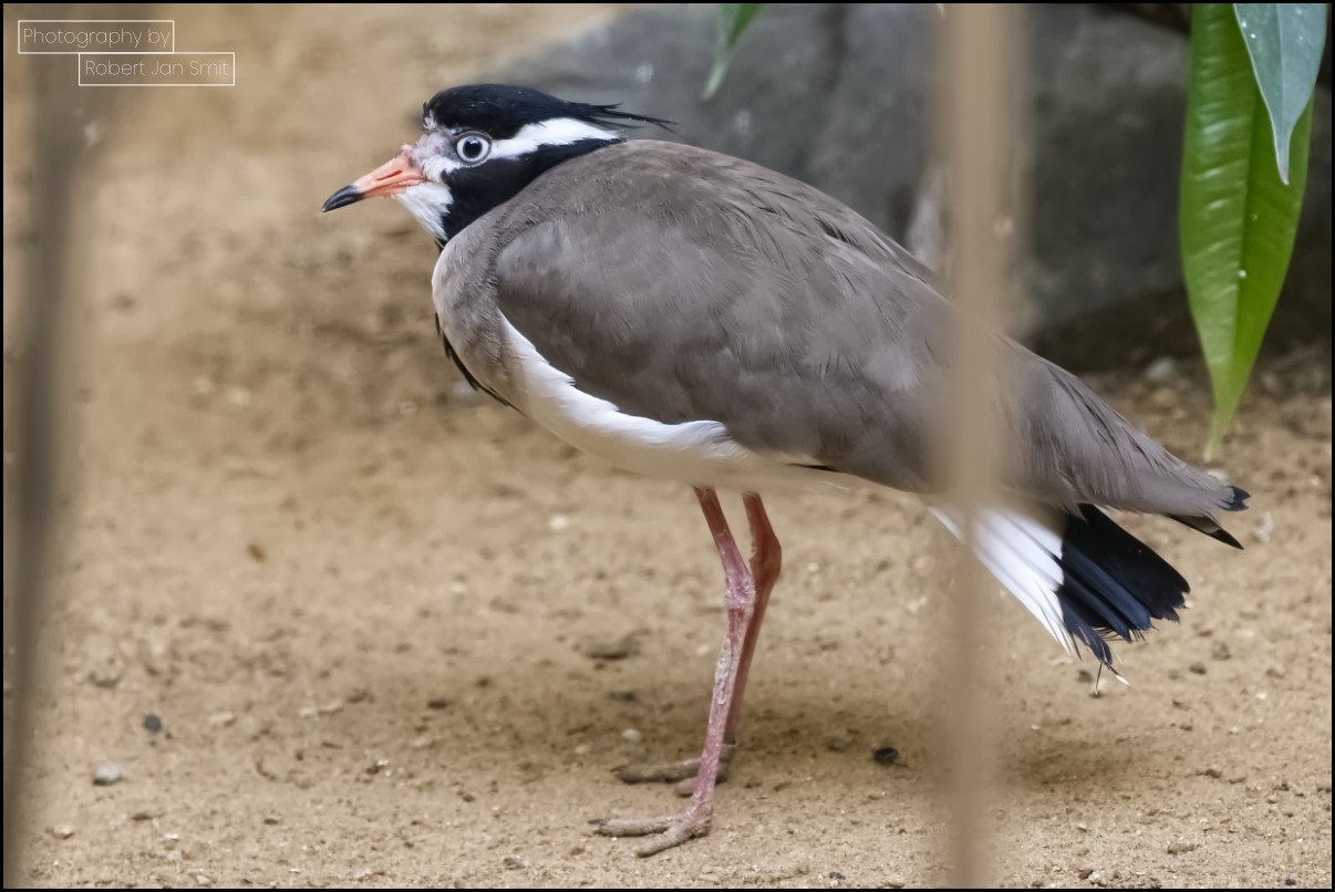 Zwartkopkievit (Vanellus tectus) in World of Birds Zoo Berlin