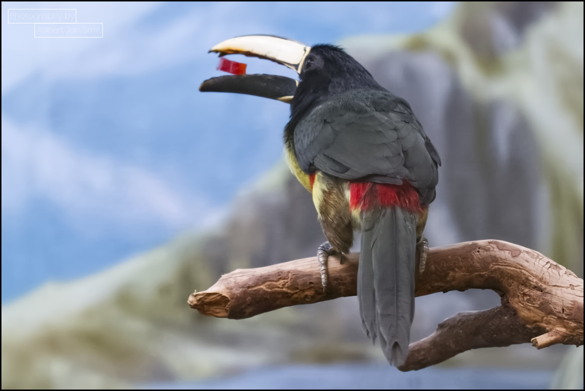 Zwartnekarassari (Pteroglossus aracari)