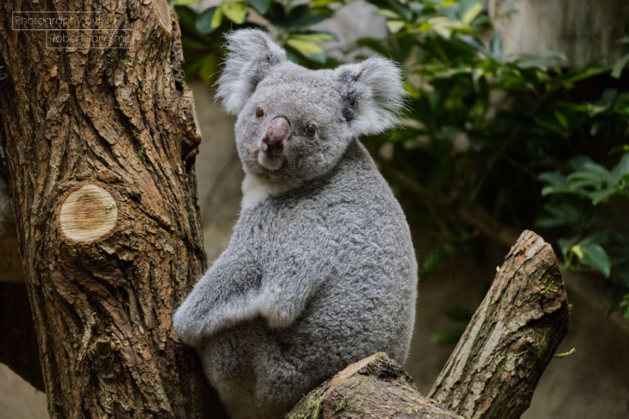 Koalabeer