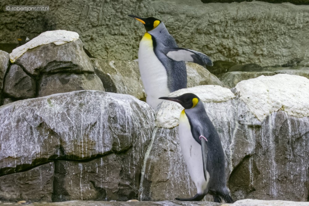Foto van Koningspinguïns (Aptenodytes patagonicus) in Pairi Daiza België