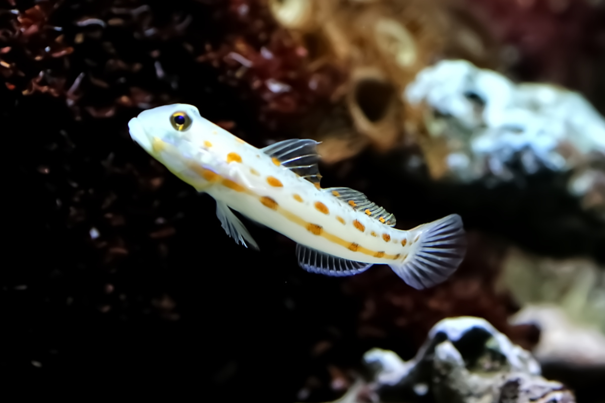 Foto van Maagdslaapgrondel (Valenciennea puellaris) in Artis Amsterdam