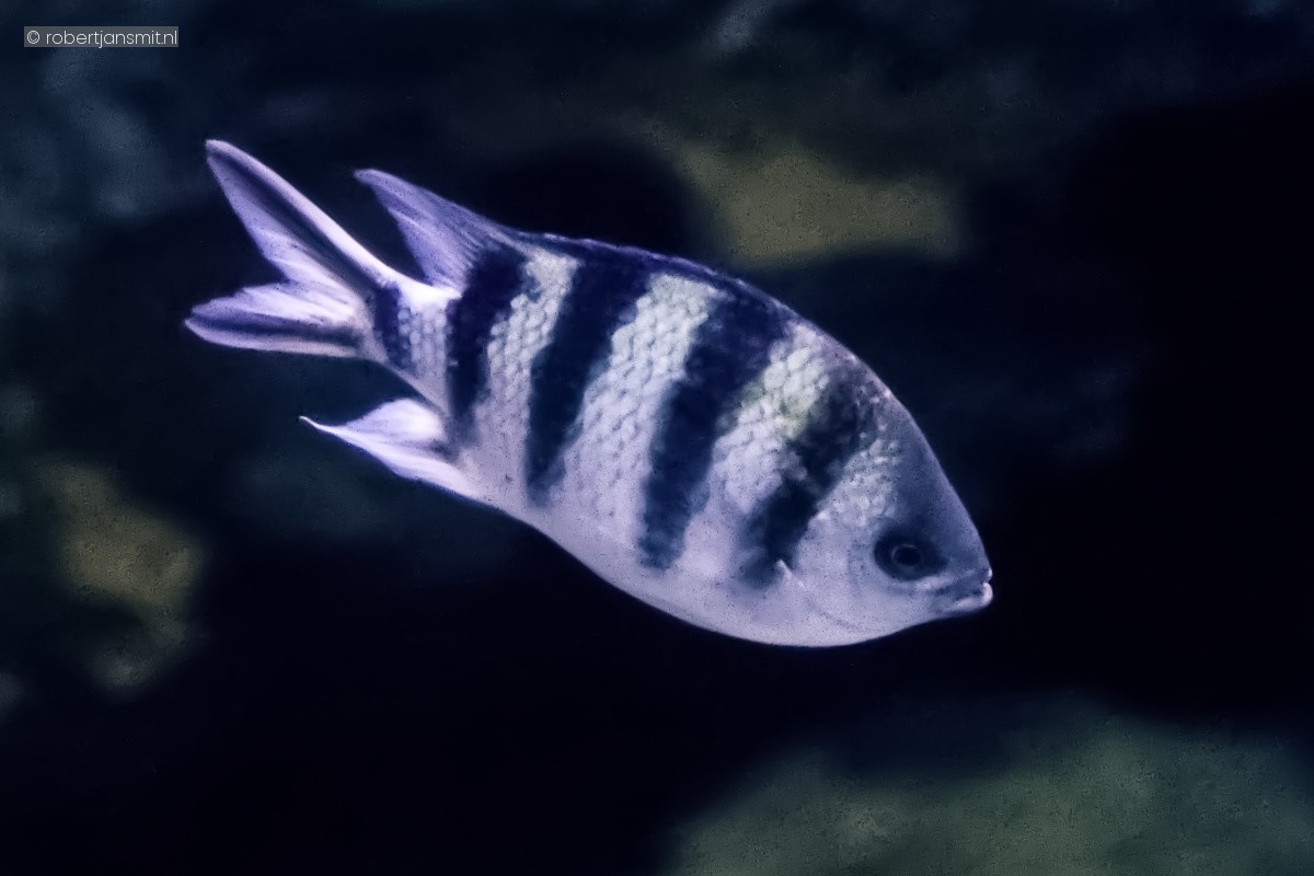 Foto van Abudefduf sexfasciatus (Pomacentridae) in Blijdorp Rotterdam