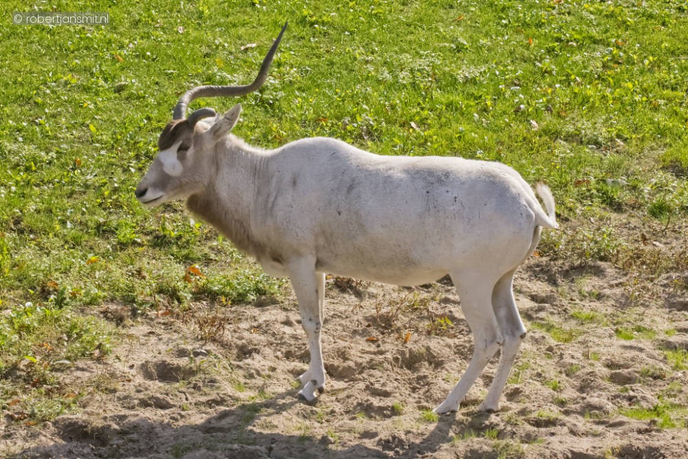 Foto van Addax (Addax nasomaculatus) in Ouwehands Dierenpark Rhenen
