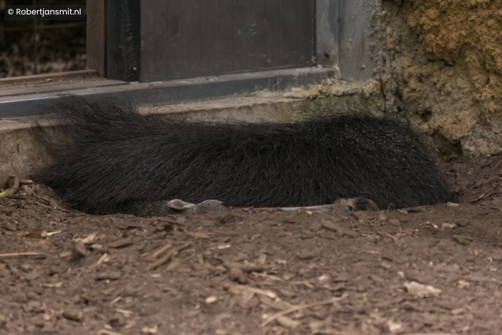 Foto van Afrikaans kwaststaartstekelvarken (Atherurus africanus) in ZooParc Overloon