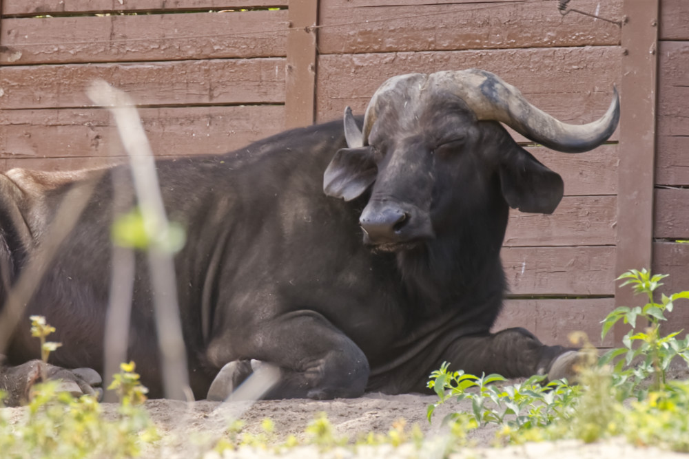 Foto van Afrikaanse Buffel (Syncerus caffer) in Pairi Daiza België