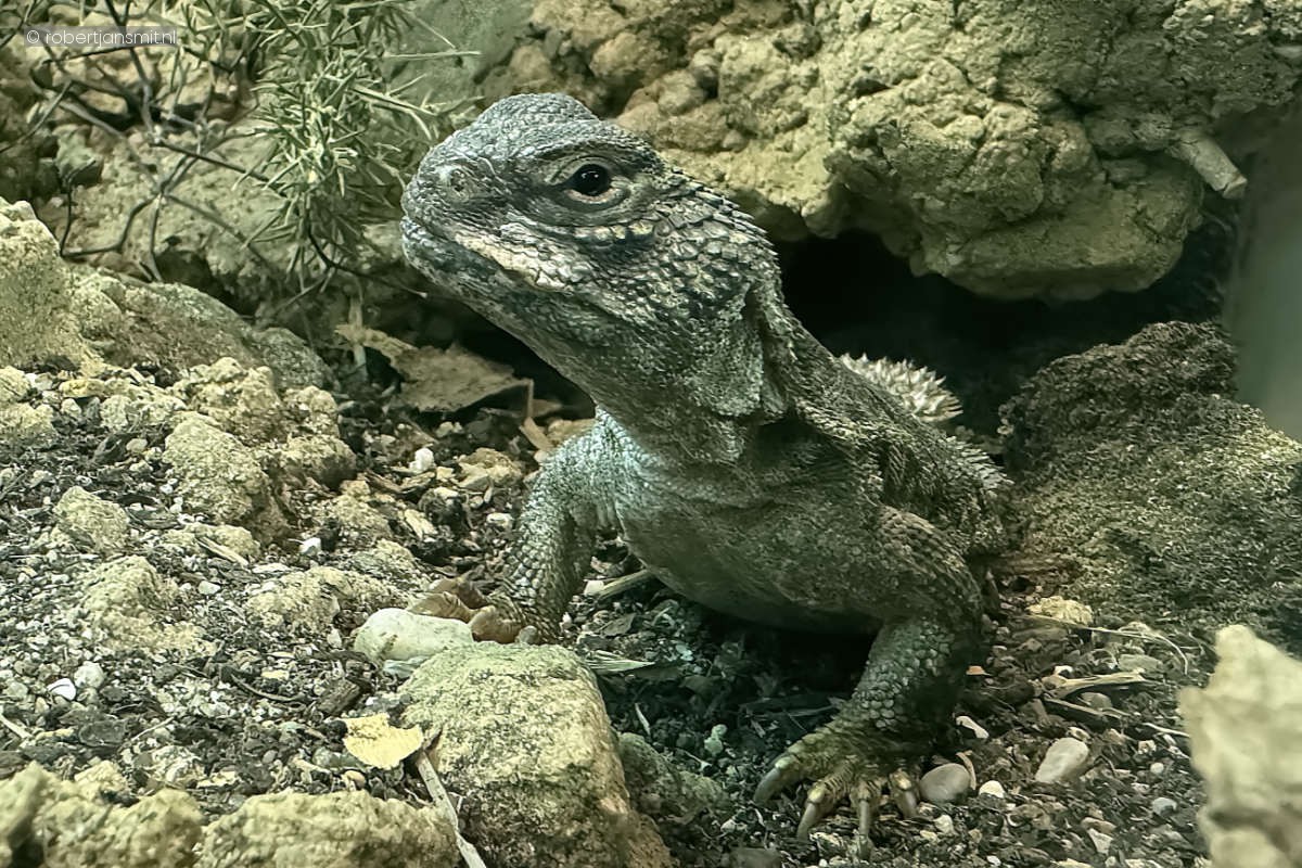 Foto van Afrikaanse doornstaartagame (Uromastyx acanthinura) in Artis Amsterdam