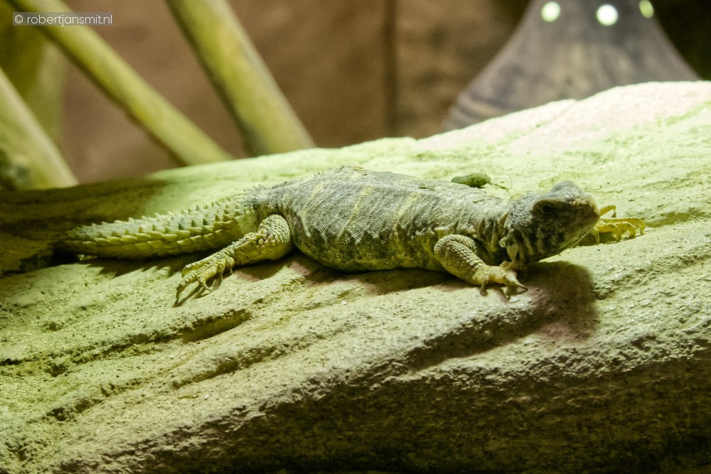 Foto van Afrikaanse doornstaartagame (Uromastyx acanthinura) in Zoo Antwerpen België