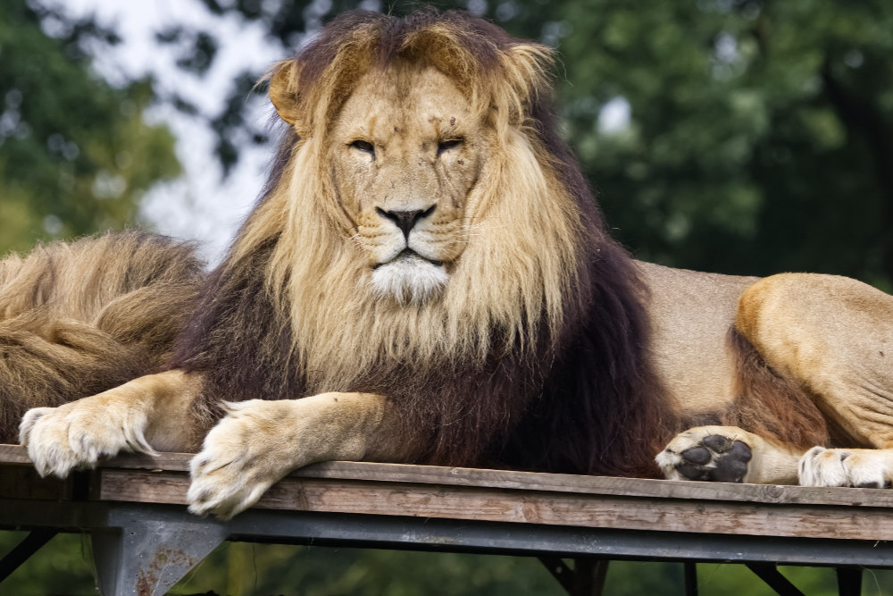 Foto van Afrikaanse Leeuw (Panthera leo) in ZooParc Overloon
