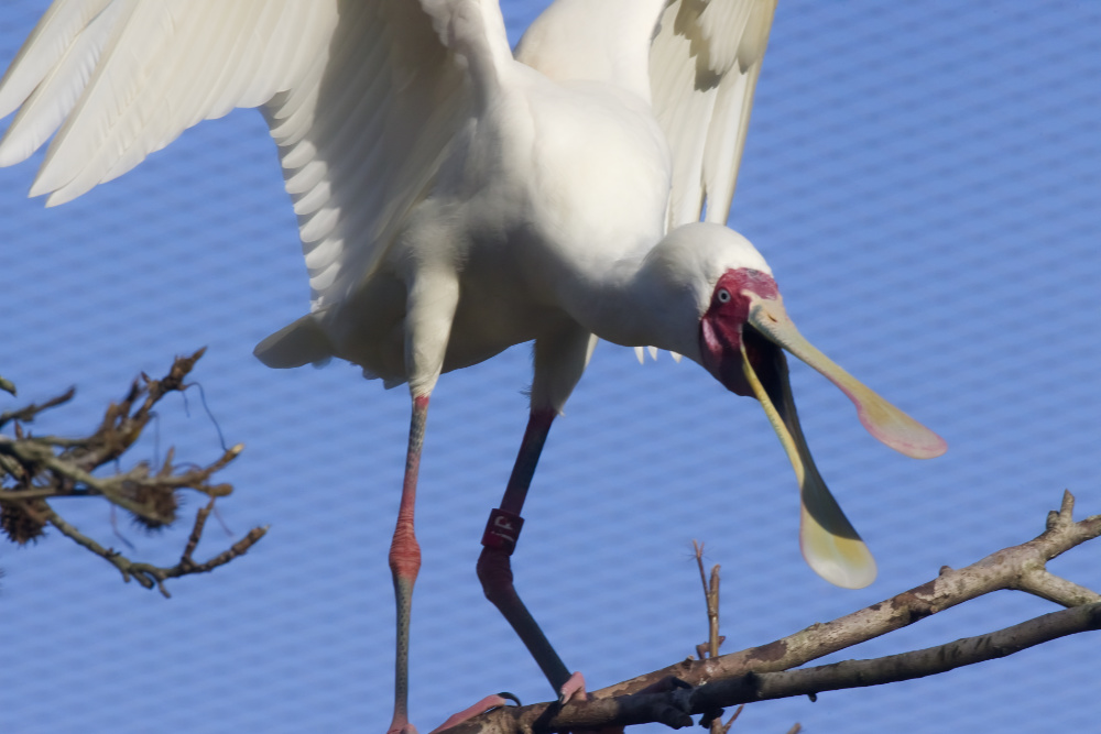 Afrikaanse lepelaar 