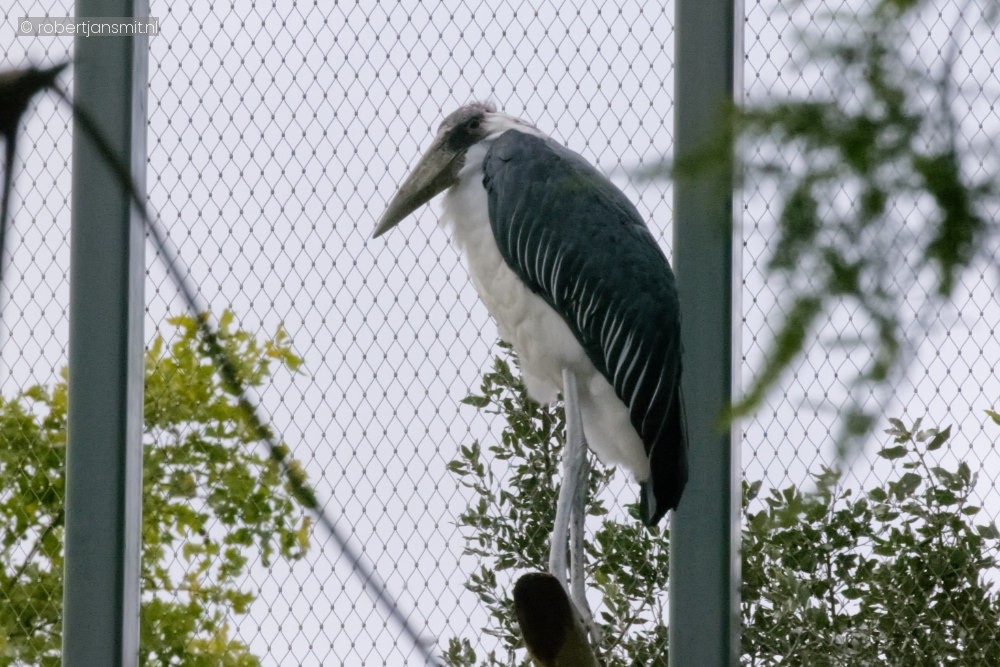 Foto van Afrikaanse Maraboe (Leptoptilos crumenifer) in Zoo Antwerpen België