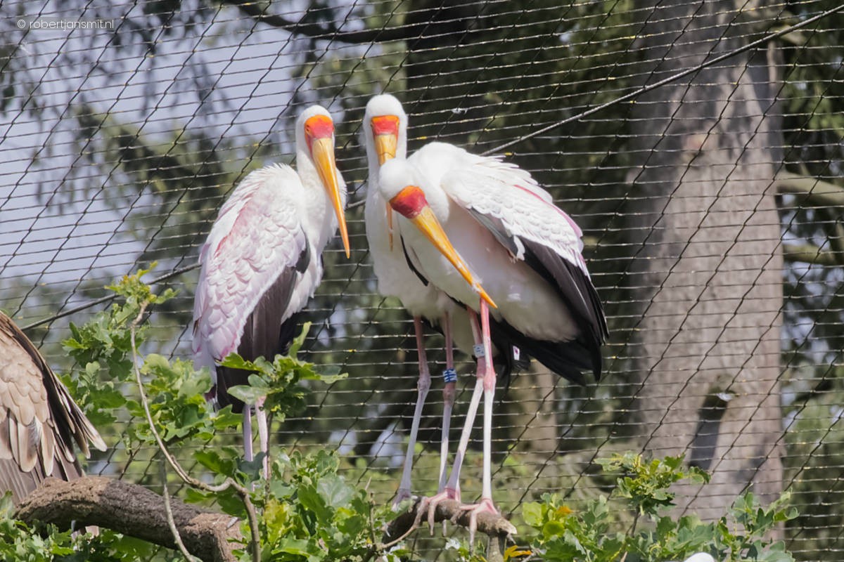 Foto van Afrikaanse Nimmerzat (Mycteria ibis) in Dierenpark Amersfoort