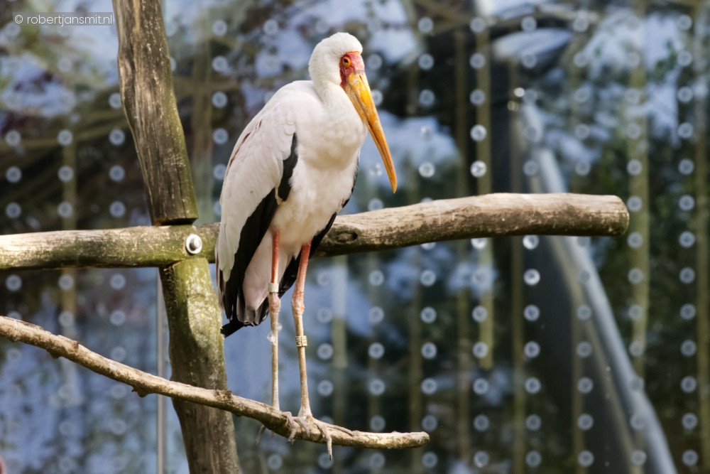 Foto van Afrikaanse Nimmerzat (Mycteria ibis) in Zoo Antwerpen België