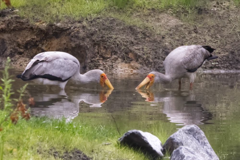 Foto van Afrikaanse Nimmerzat (Mycteria ibis) in ZooParc Overloon