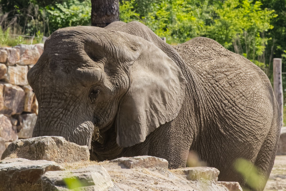 Afrikaanse Olifant 
