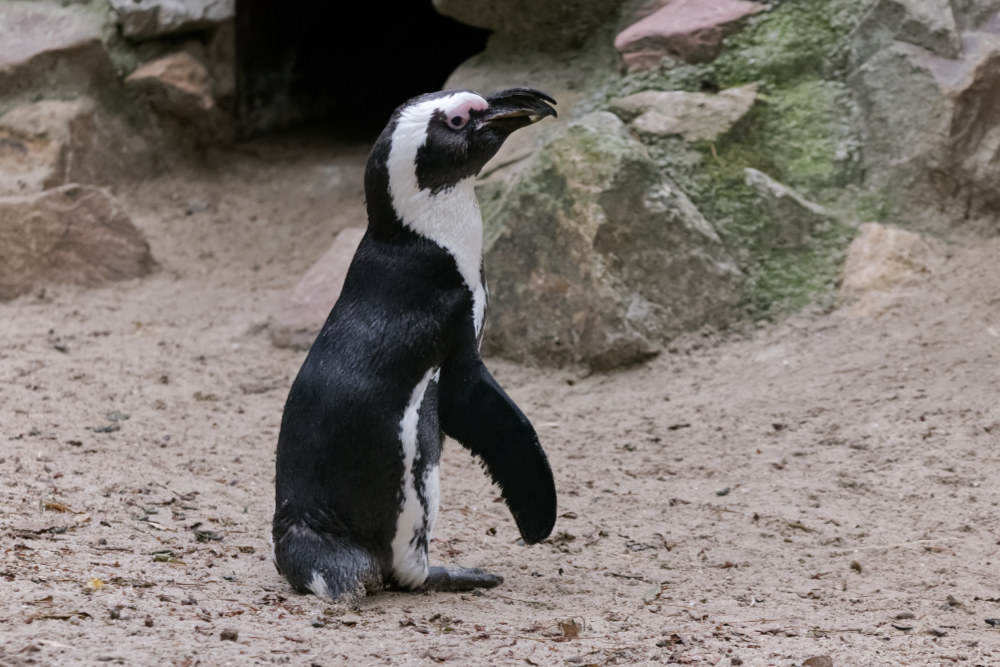 Foto van Afrikaanse pinguïn (Spheniscus demersus) in ZooParc Overloon