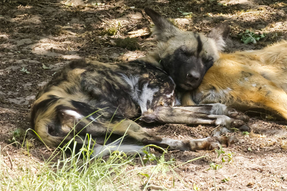 Afrikaanse Wilde Hond 