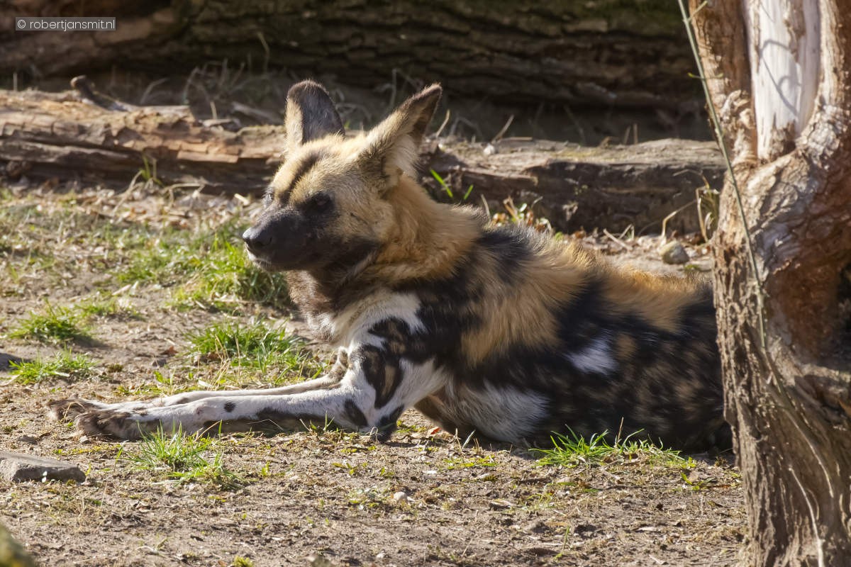 Foto van Afrikaanse Wilde Hond (Lycaon pictus) in Tierpark Berlin