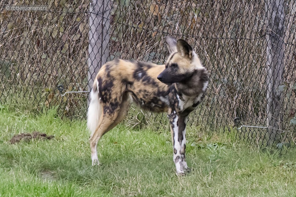 Foto van Afrikaanse Wilde Hond (Lycaon pictus) in ZooParc Overloon