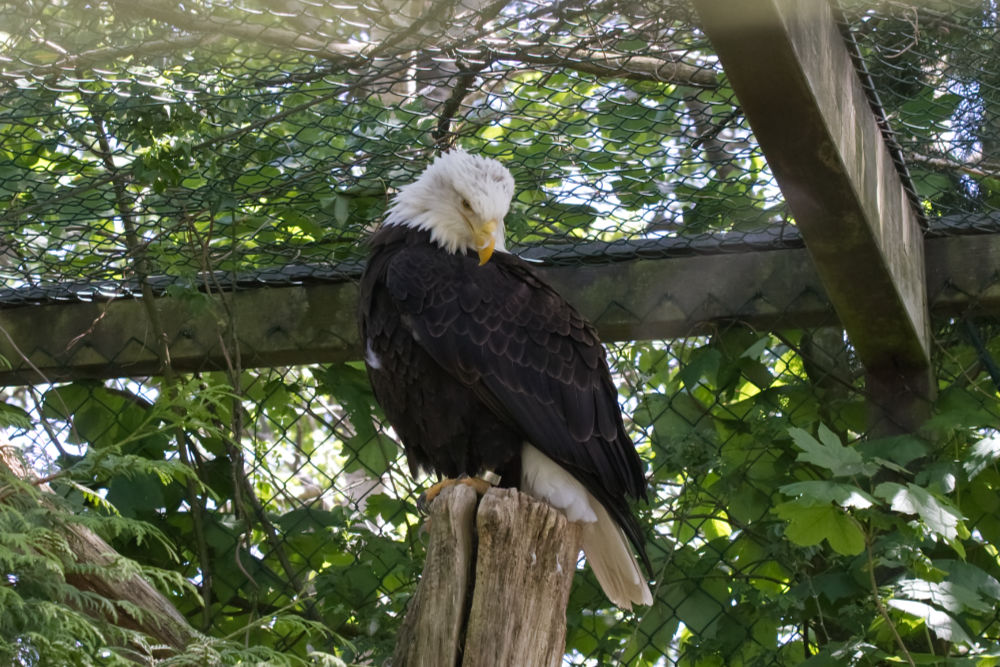 Amerikaanse Zeearend 