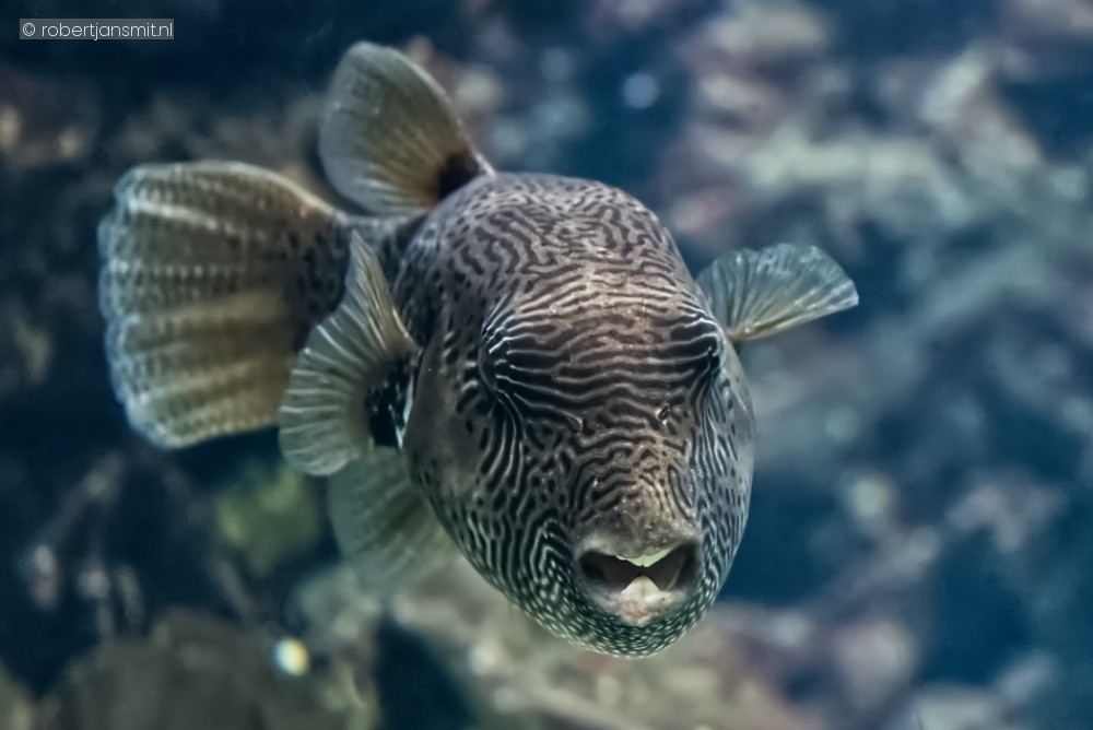 Foto van Landkaart kogelvis (Arothron mappa) in Burgers Zoo Arnhem