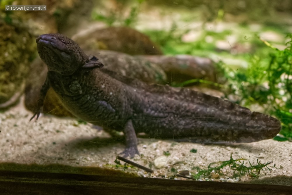 Foto van Axolotl (Ambystoma mexicanum) in Ouwehands Dierenpark Rhenen