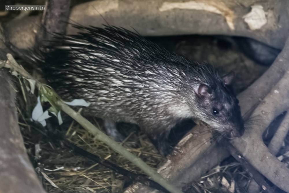 Foto van Aziatisch Kwaststaart Stekelvarken (Atherurus macrourus) in Faunapark Flakkee