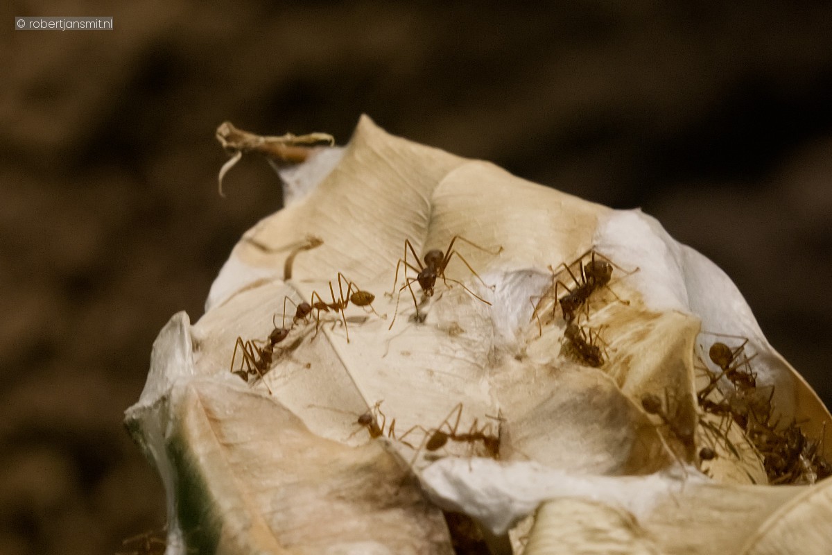 Foto van Groene wevermier (Oecophylla smaragdina) in Tierpark Berlin