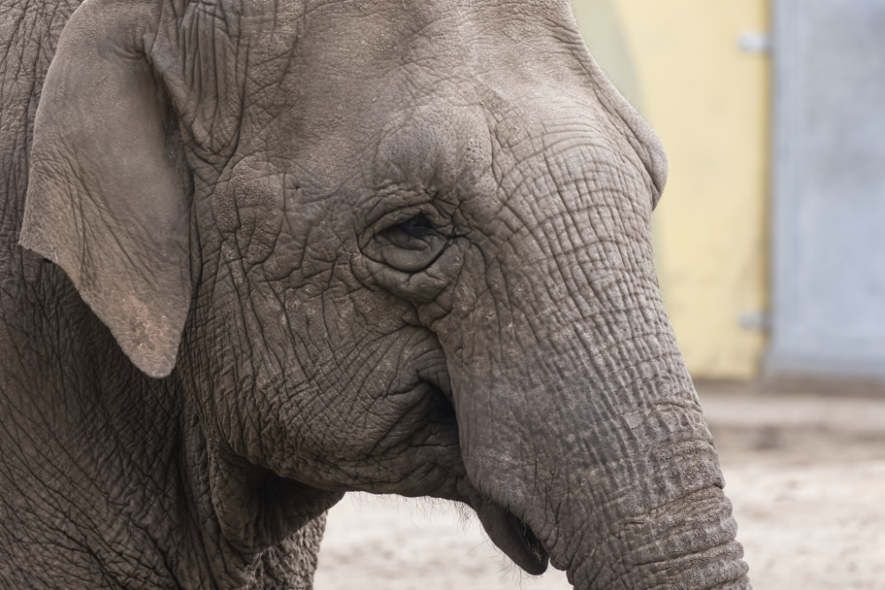 Aziatische Olifant 