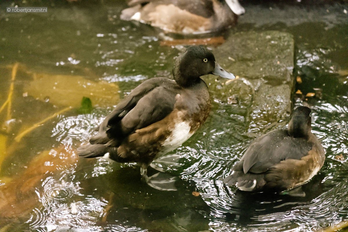 Foto van Baers witoogeend (Aythya baeri) in Artis Amsterdam