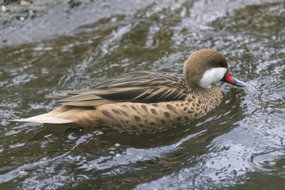 Foto van Bahamapijlstaart (Anas bahamensis) in Ouwehands Dierenpark Rhenen