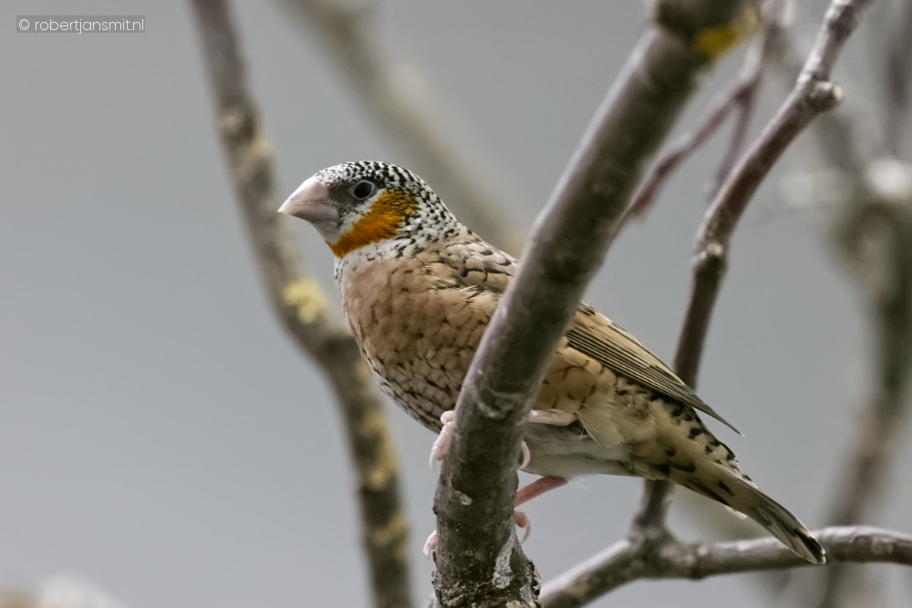 Foto van Bandvink (Amadina fasciata) in Zoo Antwerpen België