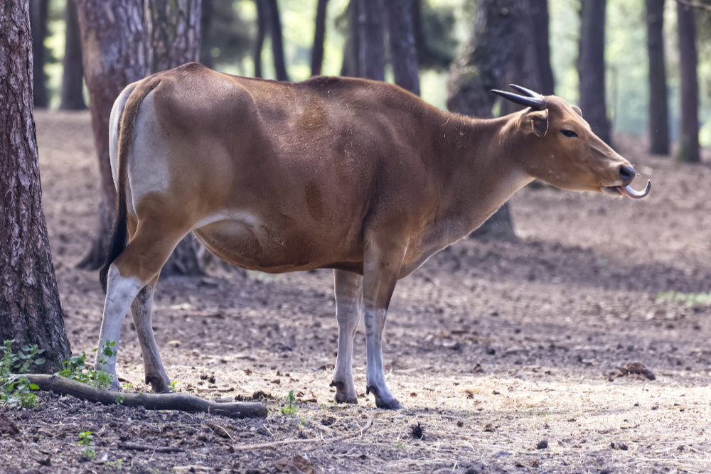 Banteng 