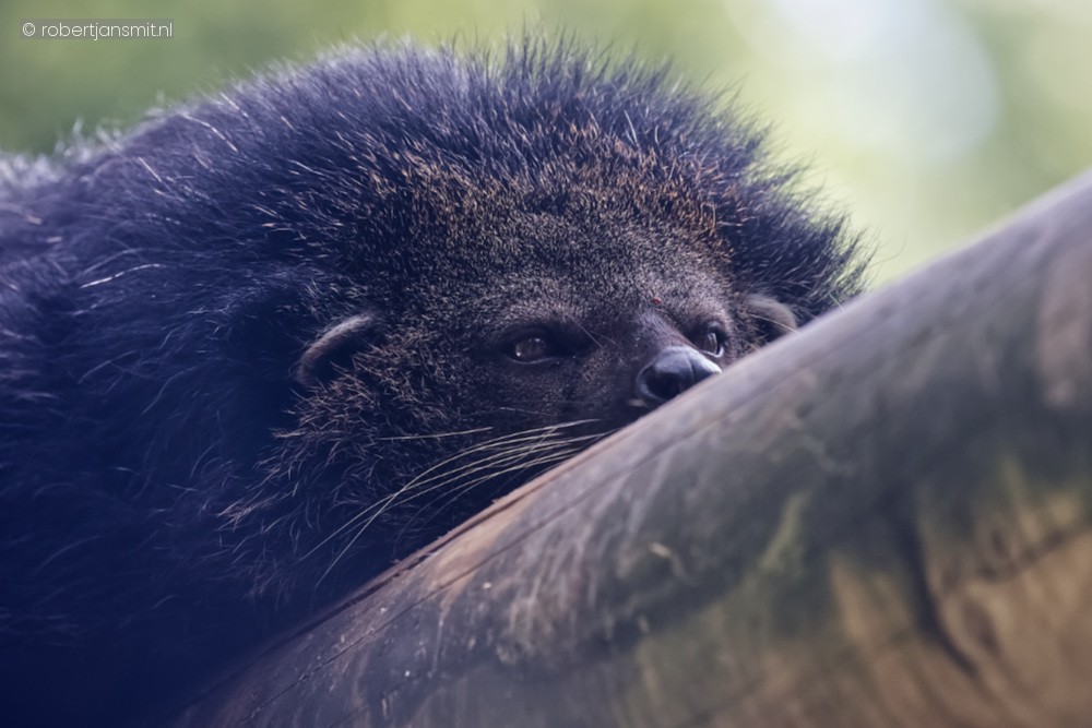 Foto van Beermarter (Arctictis binturong) in Best Zoo, Best