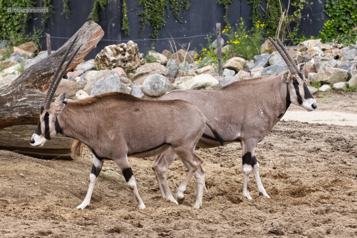 Foto van Oost-Afrikaanse spiesbok (Oryx beisa) in Dierenpark Amersfoort