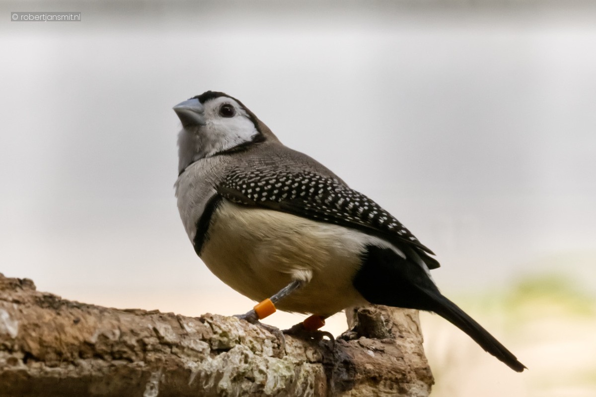 Foto van Bichenows astrild (Stizoptera bichenovii) in Zoo Berlin