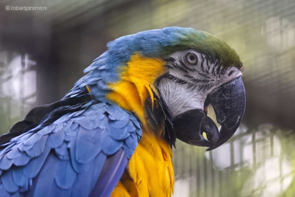 Foto van Blauw-gele ara (Ara ararauna) in Best Zoo, Best
