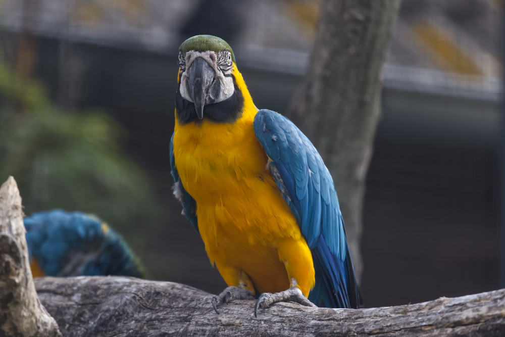 Blauw-gele ara 