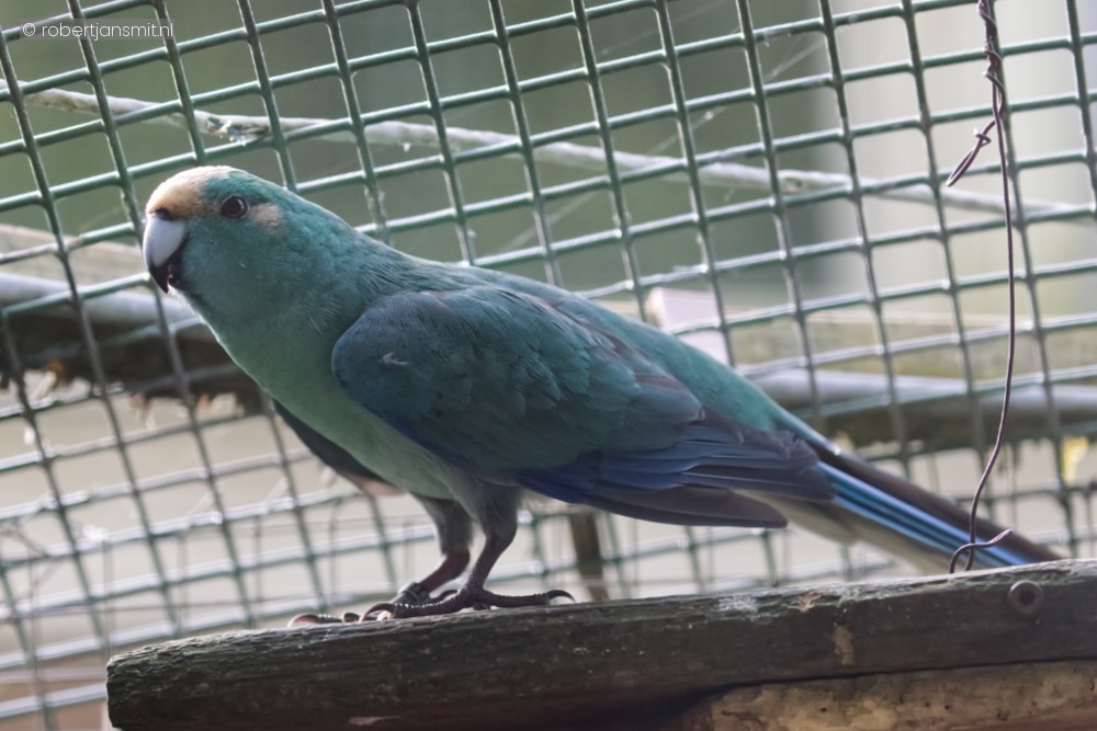 Foto van Kakariki () in Best Zoo, Best
