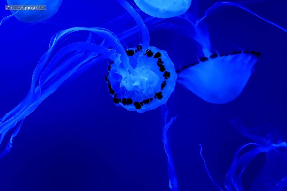 Foto van Kompaskwal (Chrysaora hysoscella) in Pairi Daiza België