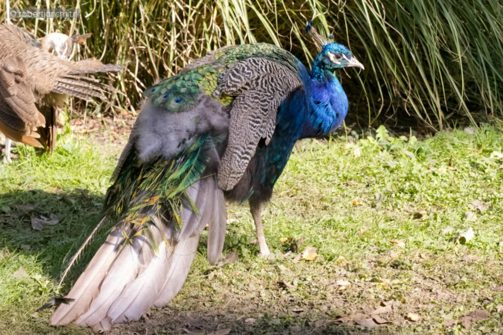 Foto van Blauwe pauw (Pavo cristatus) in Best Zoo, Best